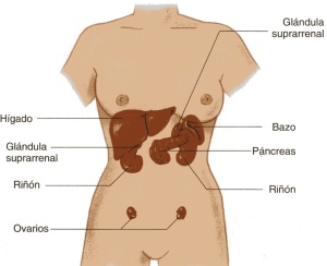 órganos sólidos y huecos del abdomen