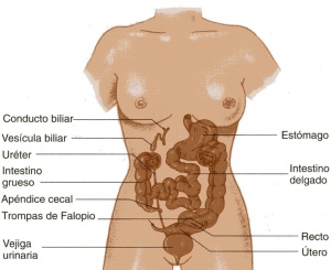 órganos huecos del abdomen